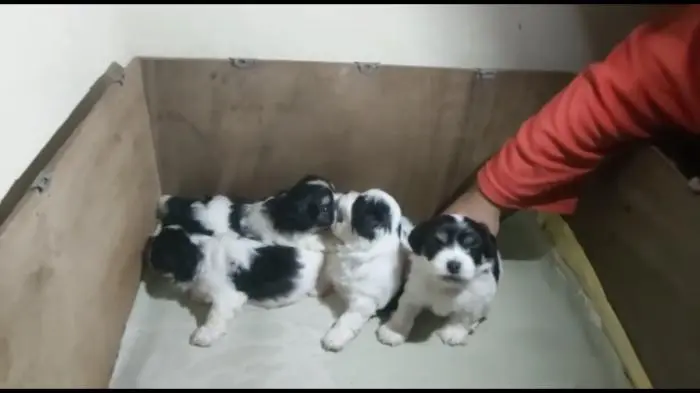 Bichon havanais panda