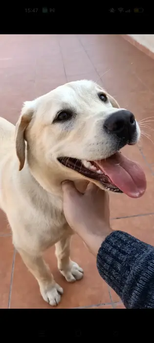 Labrador Femelle 1 an couleur Sable