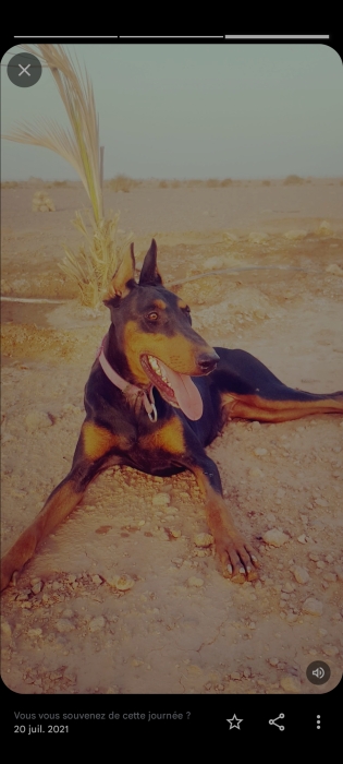 بيع كلبة من نوع دوبرمان