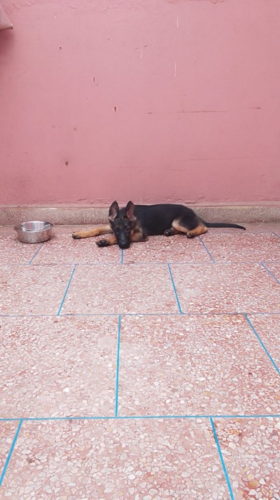 Chiot berger allemand femelle