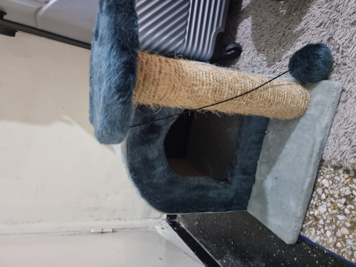 Persan pure race 7 mois