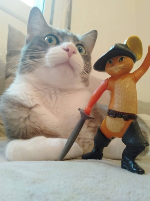 Cherche adoption pour mon chat