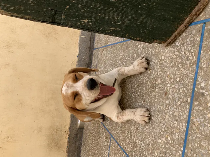 Male beagle