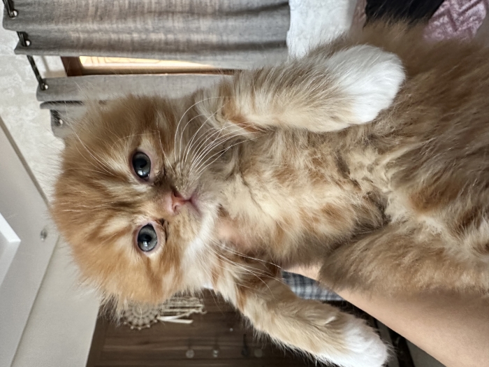 Chatons scotich fold x persan 2 mois a vendre