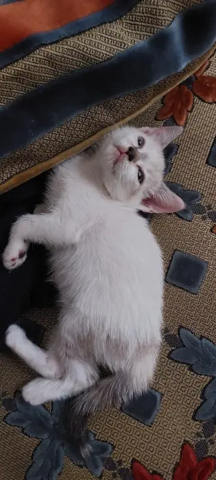 Une chatte siamoi melanger