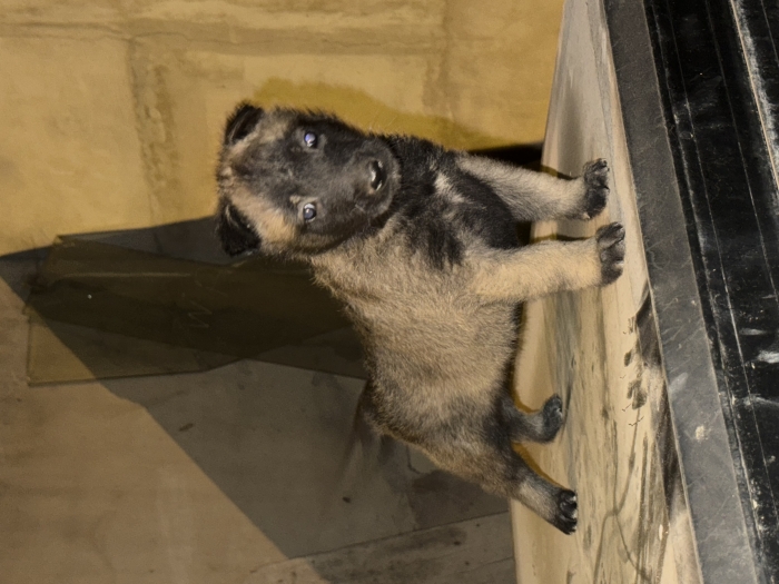 Malinois charbonnier