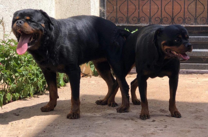 Chiots rottweiler pedigree ligne champions