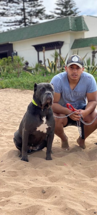 À VENDRE Chiot femelle Cane Corso