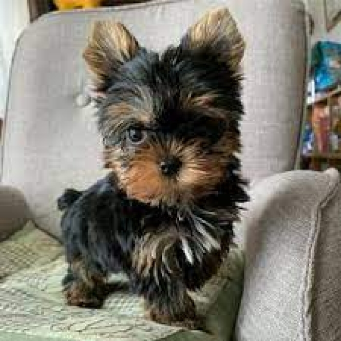 Chiots Yorkie examinés par un vétérinaire.