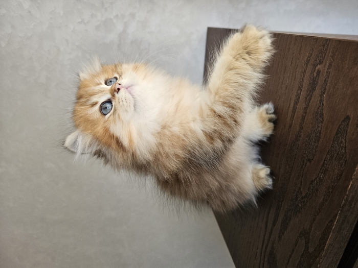 British longhair gold