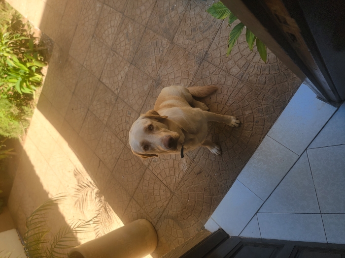 Labrador male yeux vert 1 an