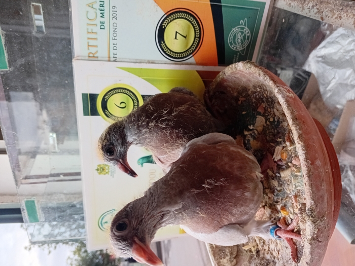 فراخ الحمام الزاجل