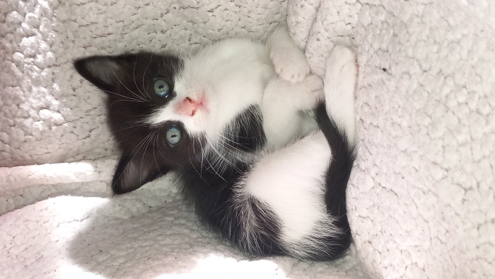 Châteaux pour adopter