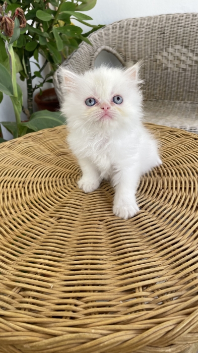 Chat Persan Chinchilla