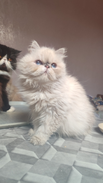 Femelle persan himalayenne