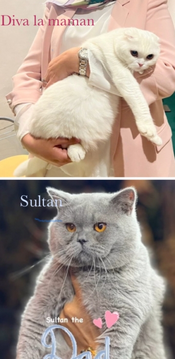 Ventes de magnifique chaton Scottish British