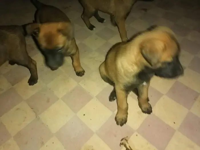vente de 4 malinois charbonniers femelles