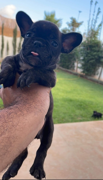 Disp chiot bulldog francais exotic
