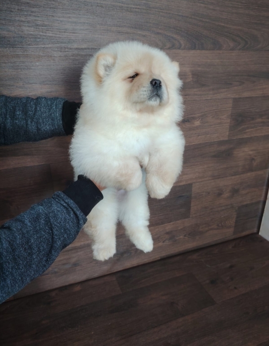 Chow Chow
