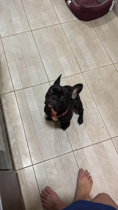 Bouledogue français