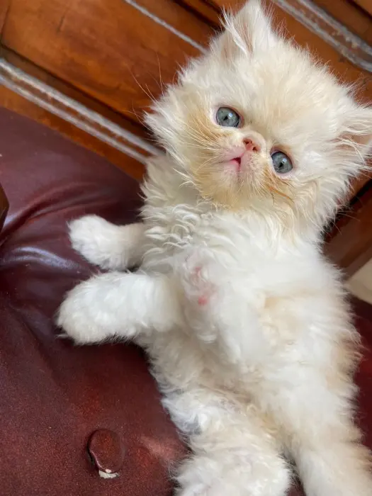 Chaton persan