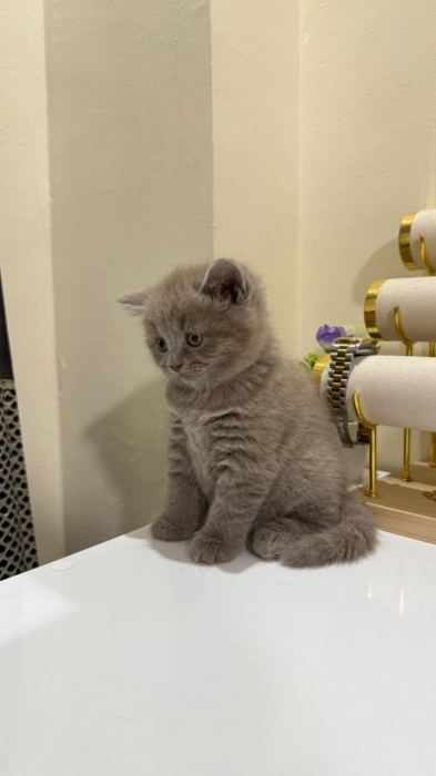 Scottish fold & straight