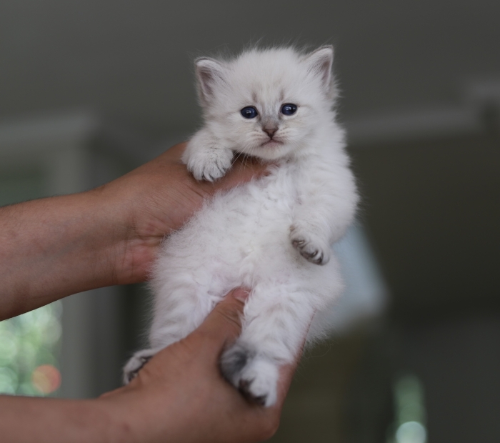 Vrais sibériens avec pedigree WCF