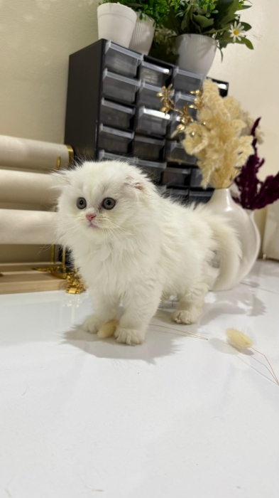 Highland fold & Scottish