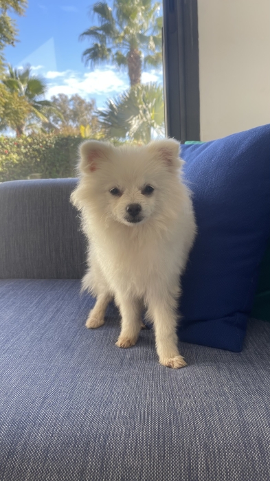 FEMELLE SPITZ NAIN BLANCHE PURE