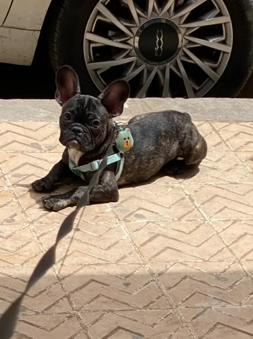 Bulldog francais French Bulldog