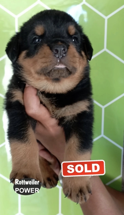 Chiot Rottweiler