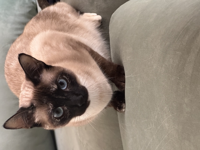 Siamois femelle stérilisée