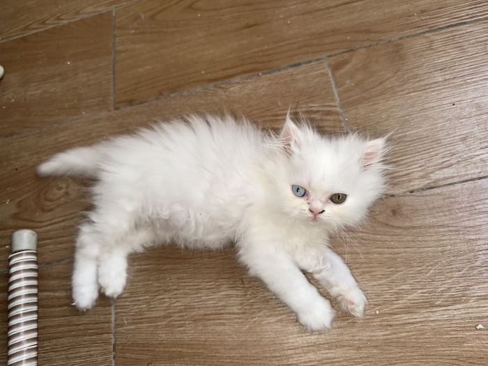 Chatons femelles, persan