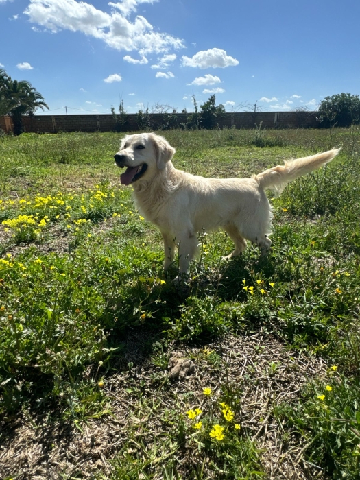 Chiots Golden Retriever mâles