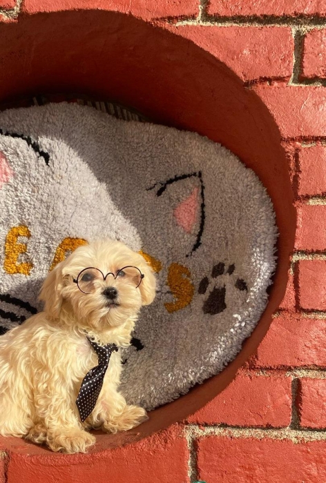 Bichon Maltais (Toy)