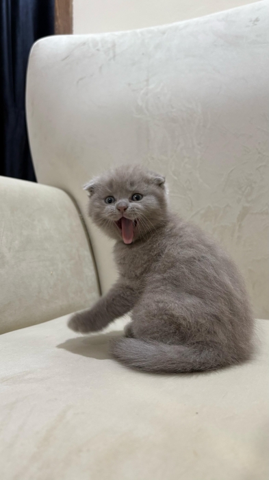 Scottish fold & british