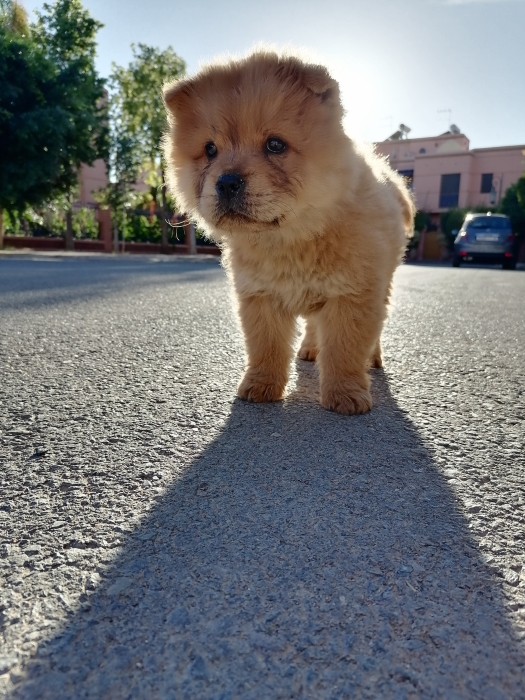 Chowchow