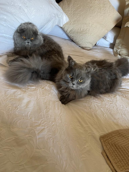 Chaton scottish fold