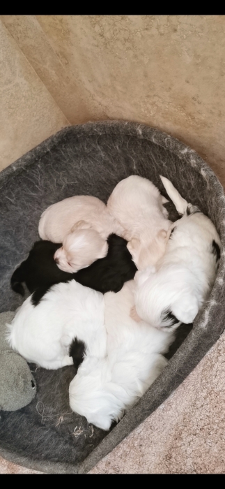 Des bichons maltais / havanais à vendre