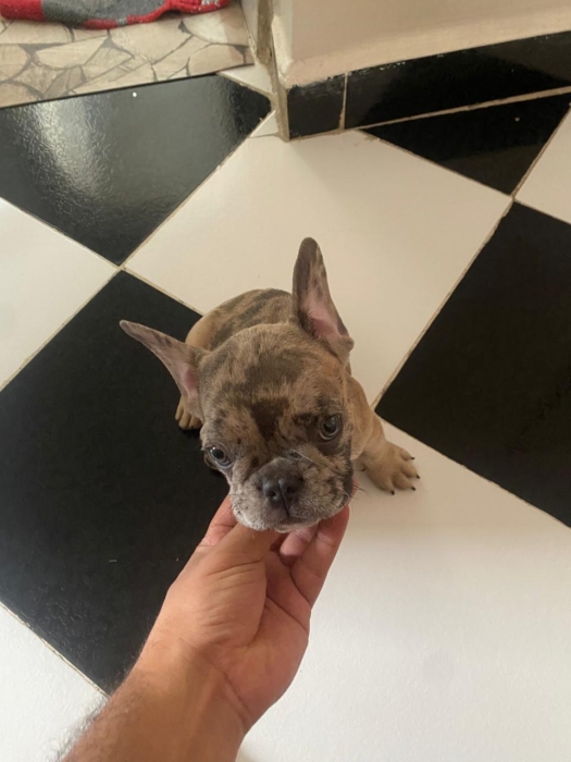 Chiot Bouledogue Français Merle