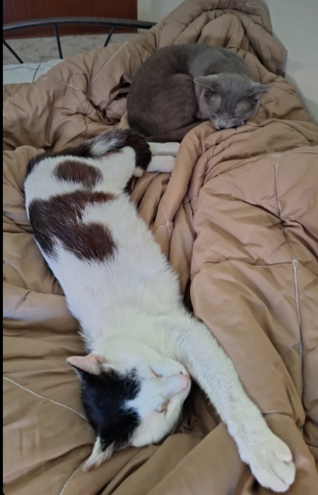 Charmant Chat de 4 Ans à Adopter – Offrez-lui un Foyer Aimant !