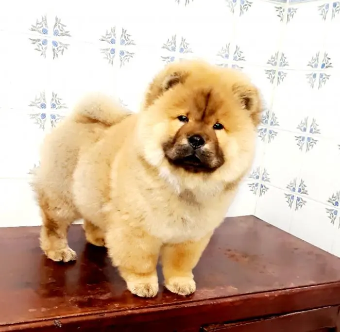 Chowchow