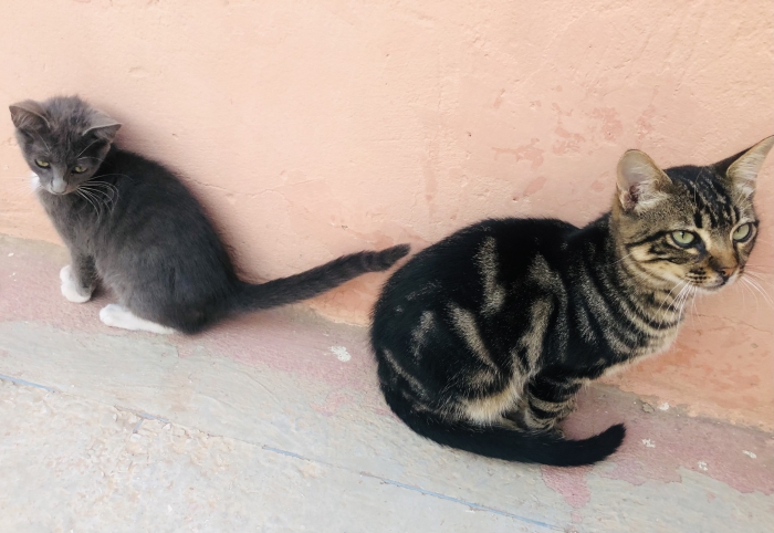 American shorthair et chat Gris