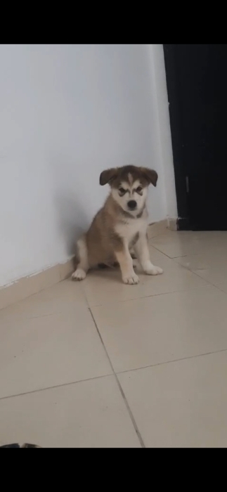 Male puppy Malamute/husky
