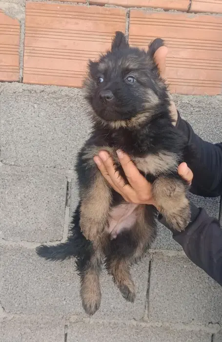 Berger Allemand Poil Long