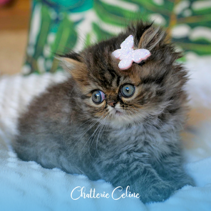 Persan Femelle- 2 mois