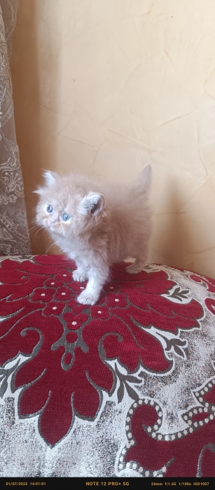 Chat persan femelle pure race