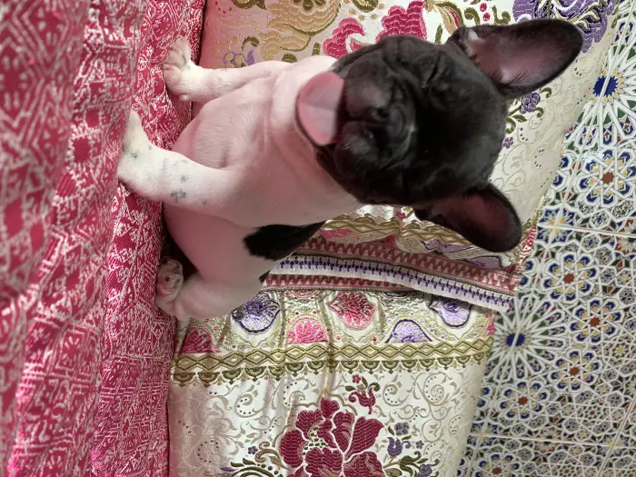 Bulldog français