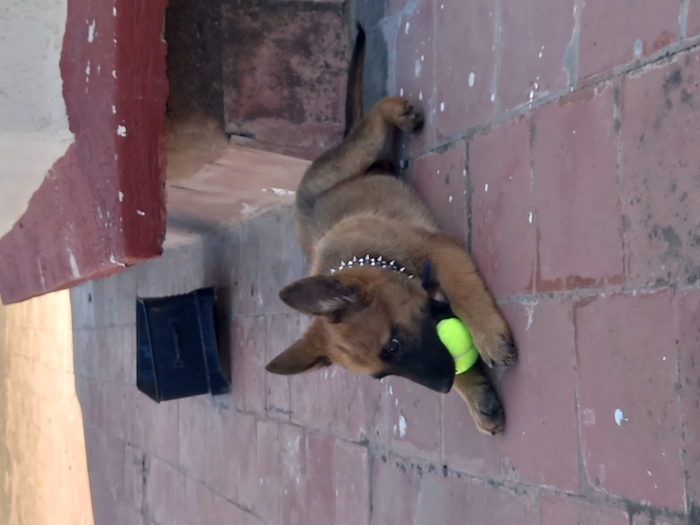 Berger belge malinois