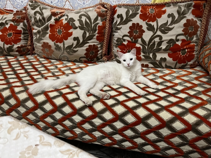 Chatte Angora turc yeux vairon